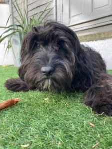 Niki’s 5 Do’s and Don’ts from a New Pet Parent Feat Burt