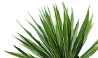 yucca