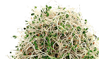 alfafa