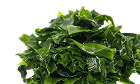 seaweed