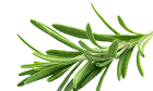 rosemary