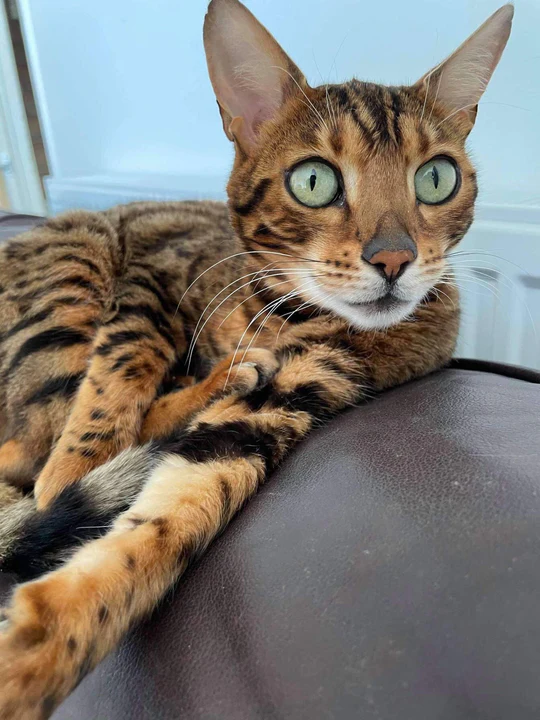 Tinks & Tigi (Pet Parent)
