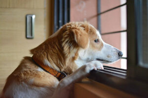 How To Prepare Your Pets For Life After Lockdown (and get your #craftvark on!)